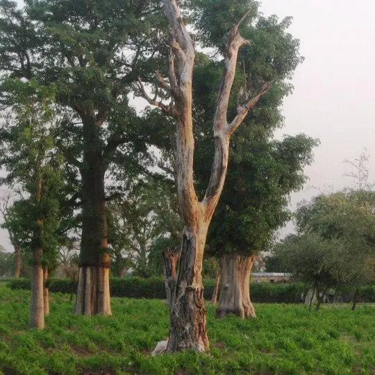 Ndiig ne ne hiid ole 2024 na saate fee Mbeetiit